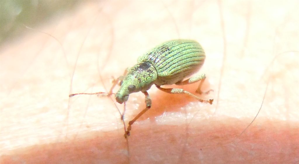 Polydrusus formosus
